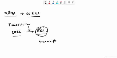 -the-primary-job-of-the-mrna-molecule-is-to-bring-amino-acids-to-the-ribosome-transcribe-a-message-from-a-dna-molecule-translate-the-codons-into-a-protein-11842