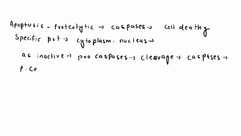 apoptosis-trigged-by-x-ray-induced-dna-damage-activates-a-pathway-which-results-in-a-binding-of-mdm2-and-p53-b-ubiquitylation-and-degradation-of-p53-c-downregulation-of-the-bh-3-only-protein-48372