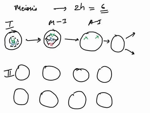 par-b-melosis-modellng-melosls-draw-qul-meiosis-for-2n-6-cell-do-not-draw-crossing-over-recombinatlon-meiosls-i-prophase-fach-chromosome-is-duplicated-forming-tetrad_-crossing-over-occuts-me-88314