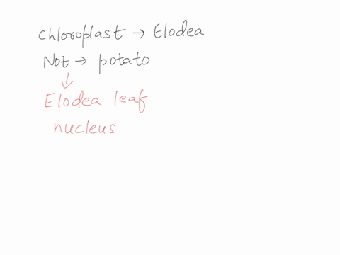 why-are-chloroplasts-present-in-elodea-but-not-in-potato-cells-do-any-cells-in-potato-plant-contain-chloroplasts-explain-your-answer-88469