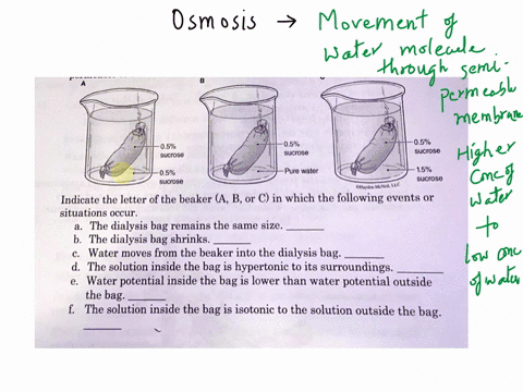 05-sucrose-solution-are-placed-in-beakers-dialysis-bags-containing-below-dialysis-bags-are-not-containing-the-sucrose-solutions-indicated-permeable-to-sucrose-0580-sucras-0590-sucrose-sucios-16484
