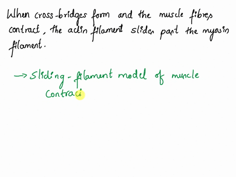 when-cross-bridges-form-and-the-muscle-fiber_-when-cross-bridges-form-and-the-muscle-fibers-contract-the-actin-filament-slides-past-the-myosin-filament-true-or-false-false-true-69752