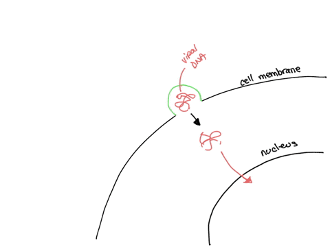 a-newly-identified-virus-infects-a-eukaryotic-host-cell-without-producing-virions-right-away-with-a-long-period-where-the-host-is-largely-unaffected-by-the-infection-whats-the-best-descripti-89306