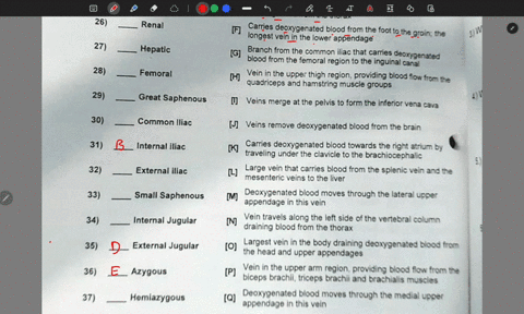 match-the-proper-location-and-description-of-the-blood-vessels-with-the-correct-letter-correct-letter-matching-exercise-for-each-vein-belowmatch-to-its-proper-location-and-description-21-bra-08945