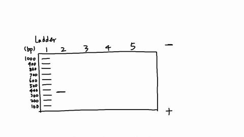 use-the-following-information-to-draw-and-label-a-gel-assume-that-the-electrophoresis-step-is-completed-and-that-you-are-viewing-the-gel-on-the-uv-transilluminator-indicate-where-the-cathode-87352