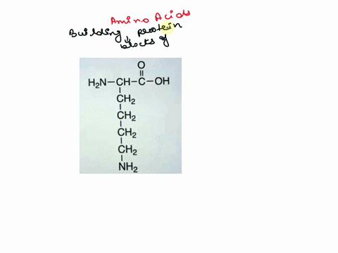provide-the-correctthree-letter-abbreviation-for-the-following-amino-acid-hn-ch-c-oh-1-ch2-ch2-ch2-ch2-nh2-73512