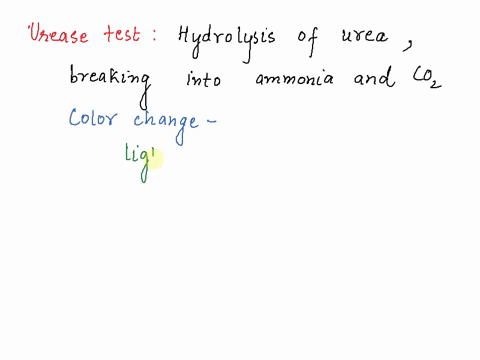 phenol-red-is-the-indicator-in-the-urease-test-and-in-fermentation-tubes-fermentation-tubes-what-color-of-inoculated-medium-or-negative-results-results-color-ph-urease-test-what-color-of-ino-15198