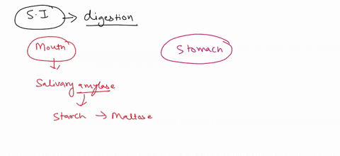which-enzyme-is-not-produced-by-the-small-intestine-lactase-amylase-sucrase-maltase-20875