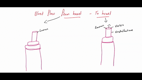 drag-the-labels-onto-the-diagram-to-identify-the-tissues-found-in-the-walls-of-arteriesveinsand-capillaries-resethelp-subendotheliallayer-lumen-basemontmembrane-collagen-fibers-vave-external-61487