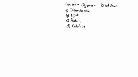 lipases-are-enzymes-that-breakdown-__________-a-disaccharides-b-lipids-c-proteins-d-cellulose-66392