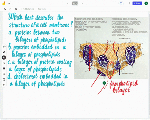 which-best-describes-the-structure-of-a-cell-membrane-a-proteins-between-two-bilayers-of-phospholi-3-88332