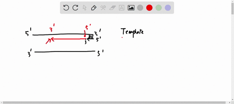 part-a-dna-replication-occurs-by-adding-nucleotide-triphosphates-dntps-deoxynucleotide-triphosphates-note-ntps-dntps-to-the-3-end-of-the-daughter-strand-dntps-to-the-3-end-of-the-template-st-04332