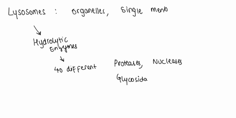what-is-the-function-of-the-lysosome-in-eukaryotic-cells-the-lysosome-uses-messenger-rna-to-synthesize-proteins-the-lysosome-secretes-enzymes-to-break-down-large-molecules-the-lysosome-modif-47973