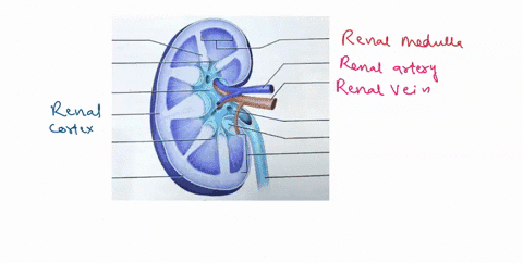 rms-for-ficure-9-3-ortex-medulla-ajor-calyx-minor-calyx-renal-artery-renal-capsule-renal-column-renal-papilla-reno-pelvis-rena-pyfamid-renal-sinus-rena-vein-ureter-figure-9-3-the-kidney-majo-55028