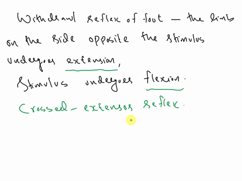during-a-withdrawal-reflex-of-the-foot-what-happens-to-the-limb-on-the-side-opposite-the-stimulus-what-is-this-response-called-in-the-patellar-reflex-identify-the-response-observed-and-the-e-86767
