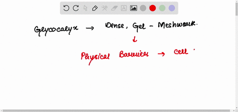 compare-the-roles-of-the-glycocalyx-extracellular-matrix-and-cell-wall-25204