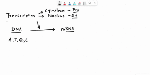 during-initiation-of-transcription-which-of-the-following-is-true-rna-polymerase-binds-to-the-operator-2-rna-polymerase-binds-to-the-promoter-3-rna-polymerase-binds-to-the-core-enzyme-dna-po-27451