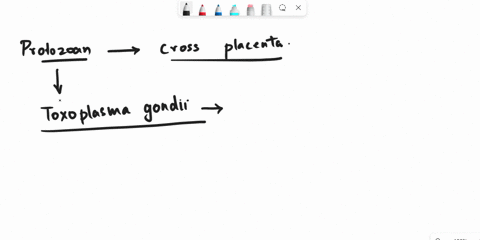 what-protozoan-parasite-is-acquired-by-the-oral-route-but-once-ingested-can-readily-cross-the-placenta-causing-an-infection-in-the-fetus-that-can-result-in-a-number-of-congenital-defects-mul-96516