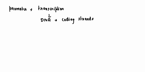 the-process-of-transcription-rna-or-dna-what-is-the-function-of-a-promoter-does-the-promoter-occur-in-if-dna-does-it-occur-on-the-template-or-coding-strand-what-is-the-function-of-the-enzyme-21324