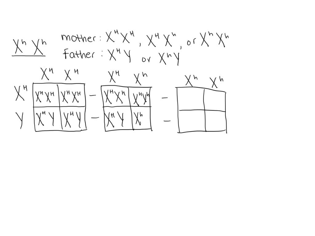 Baldness is a sex linked trait. What parental genotypes could produce a bald  woman? Use H for normal hair And h for bald Draw 6 punnet square 3 for  female and 3 for male