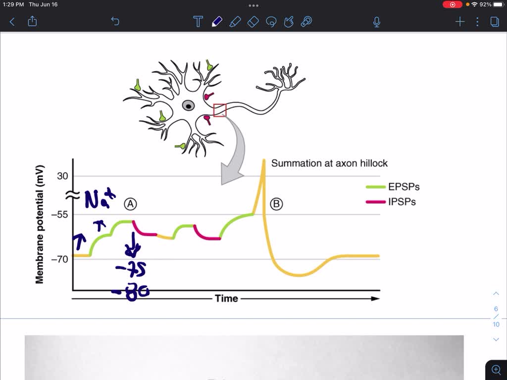 SOLVED Distinguish between excitatory and inhibitory postsynaptic