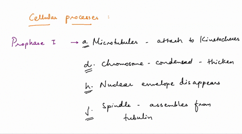 2-match-each-of-the-following-cellular-processes-to-the-stage-of-meiosis-in-which-it-occurs-select-all-correct-processes-for-each-meiotic-stage-each-cellular-process-may-be-used-more-than-on-35366