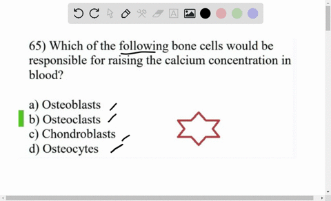 65-which-of-the-following-bone-cells-would-be-responsible-for-raising-the-calcium-concentration-in-blood-a-osteoblasts-b-osteoclasts-chondroblasts-osteocytes-79703