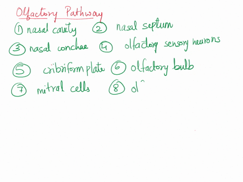 puttingitalltogether-1when-an-odorant-enters-the-nosewhat-are-all-the-structures-it-passes-on-its-way-to-becoming-a-fully-processed-conscious-neural-signal-in-the-cortexfill-in-the-blanks-be-25086