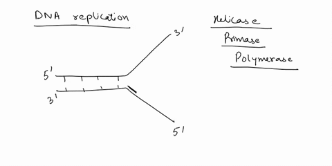 draw-notate-and-explain-the-dna-replication-process-59122