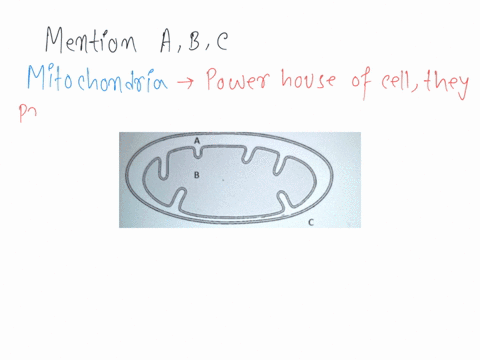 for-the-diagram-of-the-mitochondrion-below-identify-the-name-of-each-subcellular-location-abc-in-order_-cristae-membrane-intermembrane-space-matrix-cytosol-intermembrane-space-matrix-matrix-26658