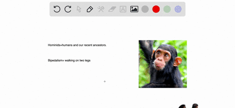 which-feature-separates-hominids-from-other-primates-smaller-brain-size-bipedalism-use-of-tools-complex-social-skills-76647