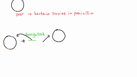 a-geneticist-uses-a-plasmid-for-cloning-that-has-the-lacz-gene-and-a-gene-that-confers-resistance-to-penicillin-the-geneticist-inserts-a-piece-of-foreign-dna-into-a-restriction-site-that-is-90316