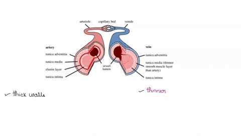 blood-vessel-structure-arteries-and-veins-part-a-assessments-sketch-and-labcl-scction-of-an-arterial-wull-next-t0-section-of-venous-wall-in-cach-circle-that-represents-view-4s-sccn-through-t-04357