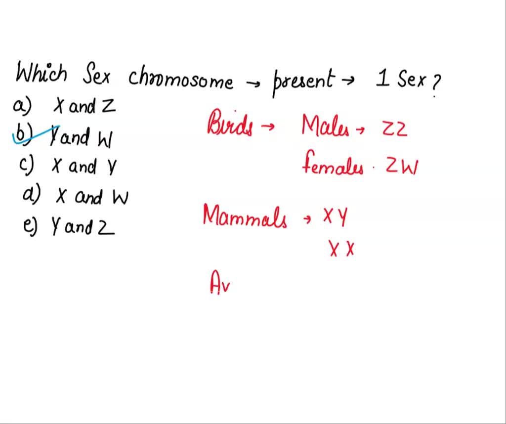 SOLVED: Which sex chromosomes are present in only one sex? A) X and Z B) Y  And W C) X And Y (INCORRECT ) D) X And W E) Y and Z