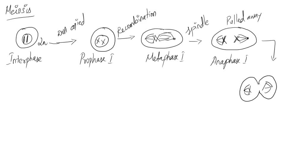 LAB 12 Following Chromosomal DNA Movement Through Meiosis I need help