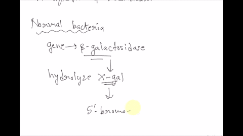 in-the-blue-and-white-screening-discussed-here-white-colonies-on-the-agar-plate-contain-a-the-plasmid-encoding-the-beta-galactosidase-enzyme-b-no-enzymes-cno-recombinant-dna-d-the-plasmid-en-07407