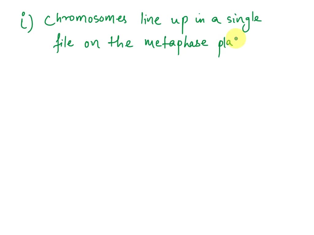 SOLVED: Chromosomes line up in a single file line on the metaphase ...
