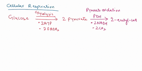 which-stage-of-cellular-respiration-produces-the-most-atp-a-glycolysis-krebs-cycle-electron-transport-d-acetyl-coa-charging-99587