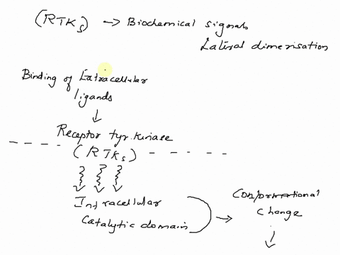 binding-of-extracellular-ligands-to-receptor-tyrosine-kinases-rtks-activates-the-intracellular-catal-20317