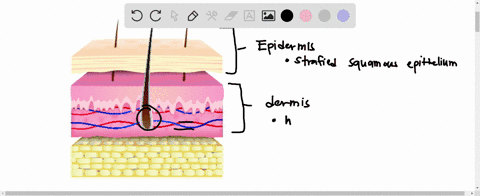 which-of-these-correctly-describes-a-layer-of-the-skin-a-the-epidermis-is-simple-squamous-epitheli-3-73116