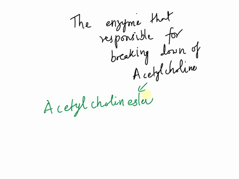 the-enzyme-responsible-for-the-breakdown-of-acetylcholine-is-what-37557