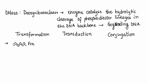 the-addition-of-dnase-to-a-mixture-of-donor-and-recipient-cells-will-prevent-gene-transfer-via-a-dna-81254