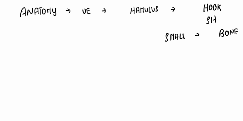 label the structures of the bone using the hints provided sphenoid bone