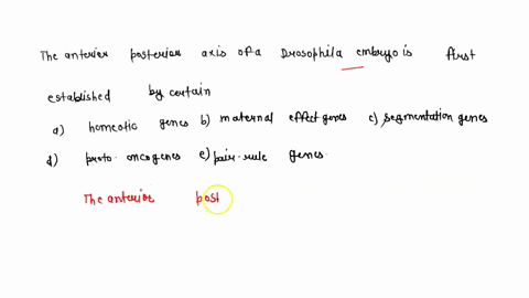the-anterior-posterior-axis-of-a-drosophila-embryo-is-first-established-by-certain-a-homeotic-gene-4-80685