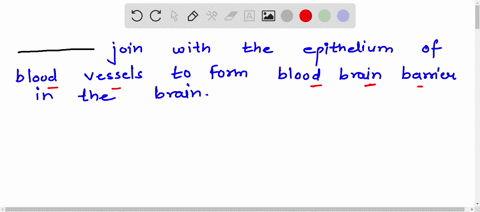 ____________-join-with-the-epithelium-of-blood-vessels-to-form-blood-brain-barrier-in-the-brain-97056