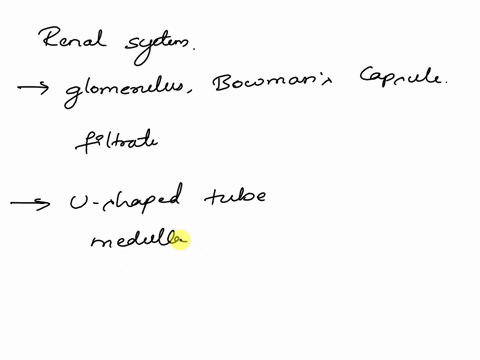 sl-the-renal-corpuscle-has-two-components-the-glomerulus-and-bowmans-capsule-s7-the-first-portion-of-the-loop-of-henle-dips-into-the-medulla-where-it-is-called-the-ascending-limb-of-the-loop-99073