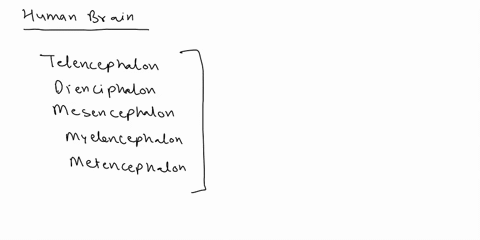 question-pts-which-of-the-following-not-aneot-the-four-structures-of-the-human-brain-as-depicted-in-the-figure-below-efferent-lobe-cerebrum-diencephalon-brainstem-cerebellum-21022