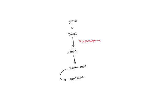 which-statement-correctly-describes-the-sequence-of-events-that-lead-up-to-protein-production-a-gene-gets-translated-to-create-dna-dna-gets-transcribed-by-a-ribosome-to-assemble-the-protein-52286