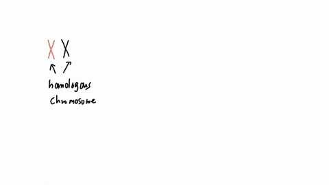 refer-to-the-drawings-in-the-figure-above-of-a-single-pair-of-homologous-chromosomes-as-they-might-appear-during-various-stages-of-either-mitosis-or-meiosisand-answer-the-following-questions-42811