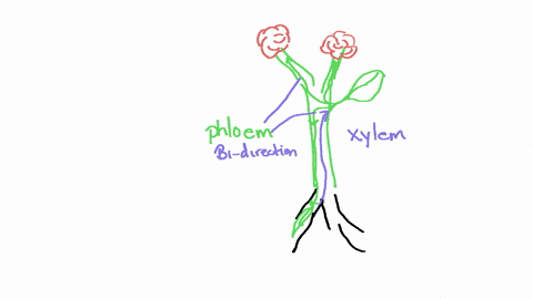 which-row-of-the-table-below-shows-substances-transported-through-the-phloem-and-xylem-and-the-direction-of-transport-correctly-phloem-direction-of-transport-xylem-direction-of-transport-suc-74862